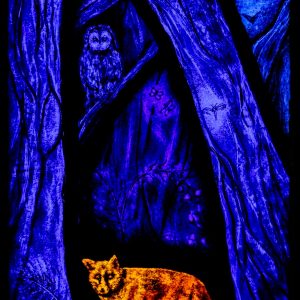 Midnight Fox - Art Card